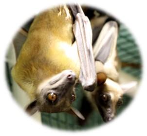 Two light brown bats hanging upside down.