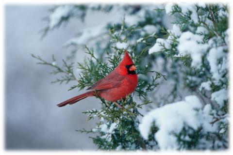 Red cardinal on pine tree covered in snow. 