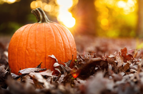 Pumpkin laying in brown leaves.