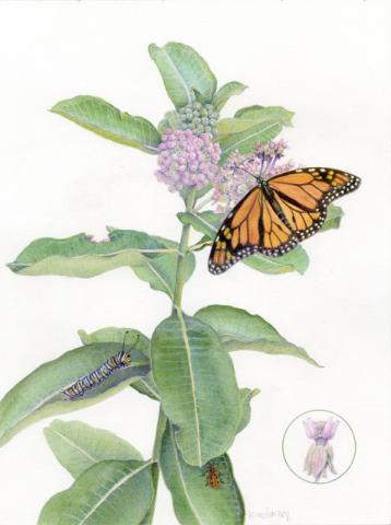 Drawing of a butterfly and caterpillar on a plant. 