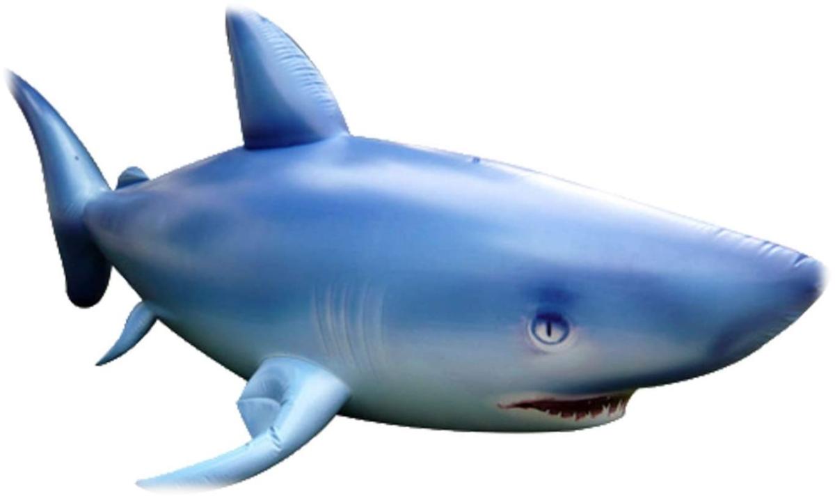 A swimming blue shark. 