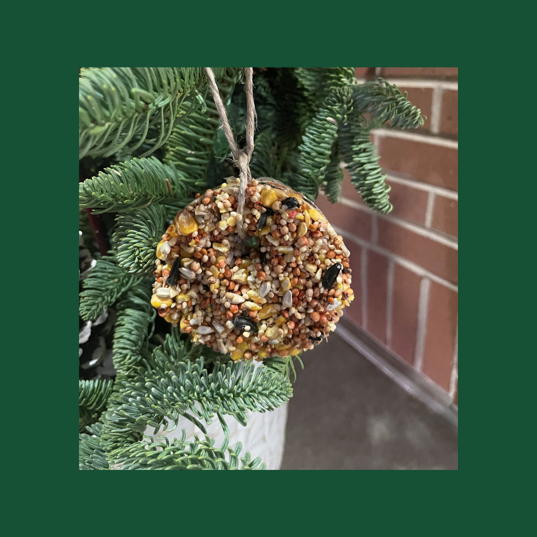 Bird seed ornament hanging from a pine tree